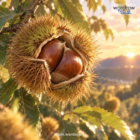 Illustration of the first meaning of “자위가 뜨다”: For a ripening chestnut’s base to turn within its burr and create a gap.